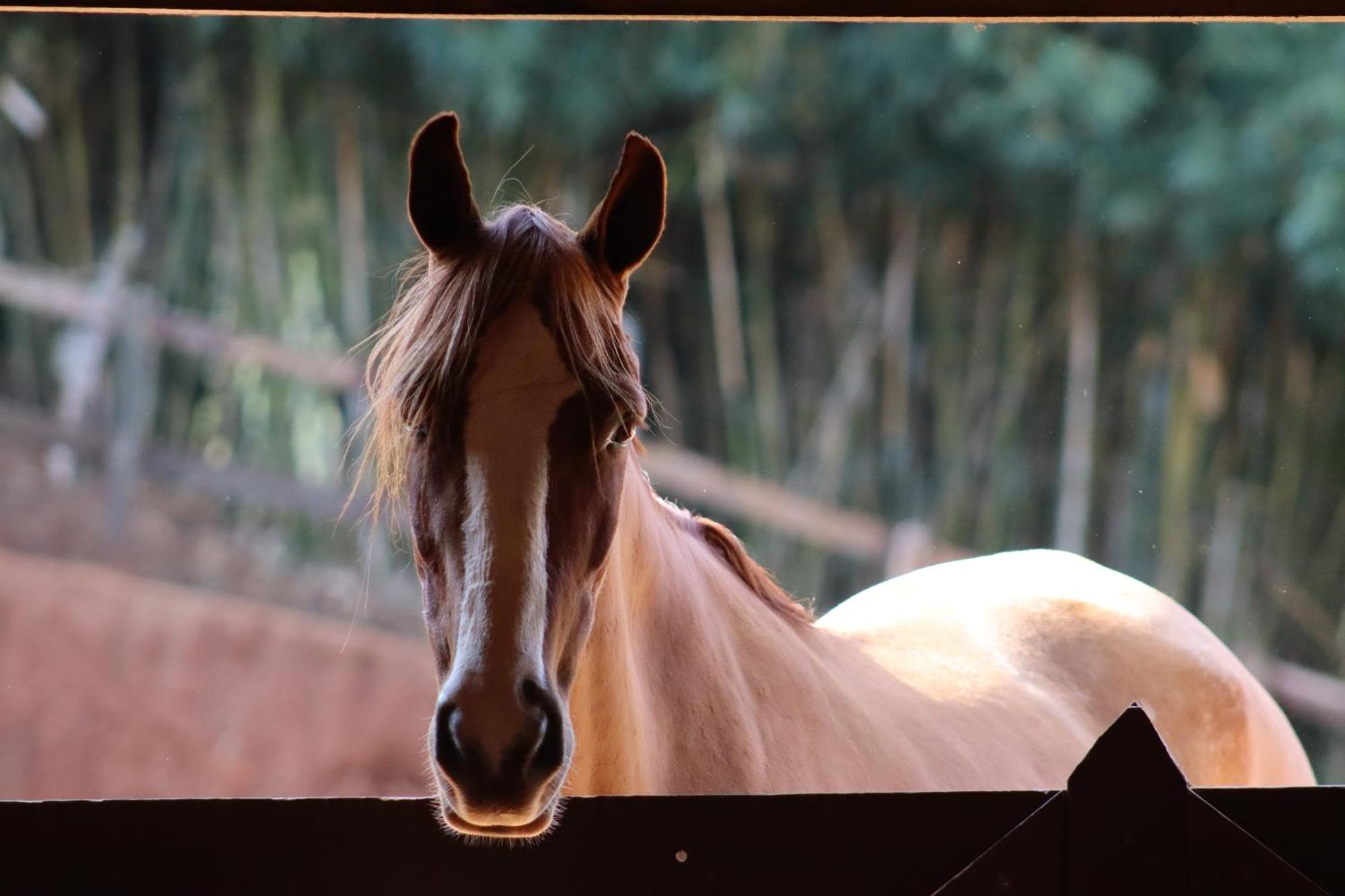 Refugio Horse Villa Santo Antônio do Pinhal Room photo